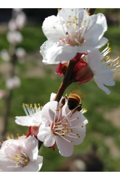 Цвітіння апріума Флевор Дельт білими квітами